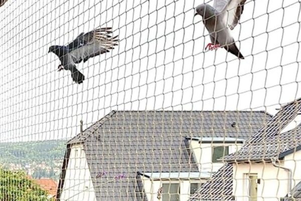 Pigeon Safety Nets in Bangalore.Call 8296599143 for Quote