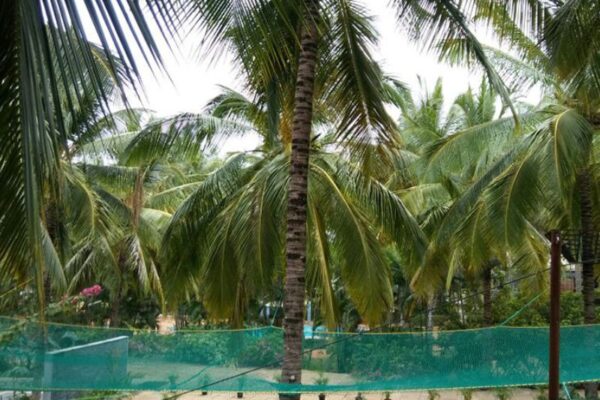 Coconut Tree Safety Nets in Bangalore.Call 8296599143 for Quote