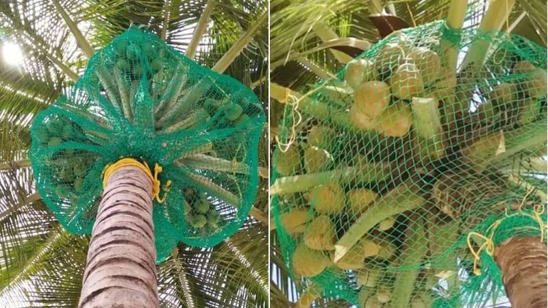 Coconut Tree Safety Nets in Bangalore. Call 8296599143 for Quote