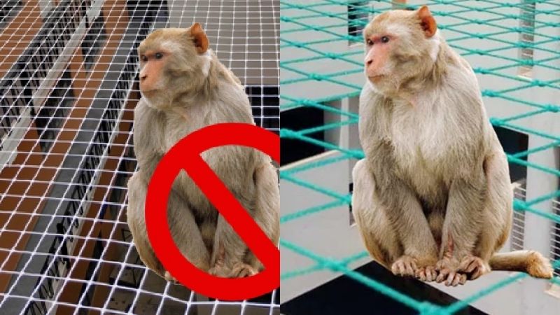 Monkey Safety Nets in Bangalore. Call 8296599143 for Quote