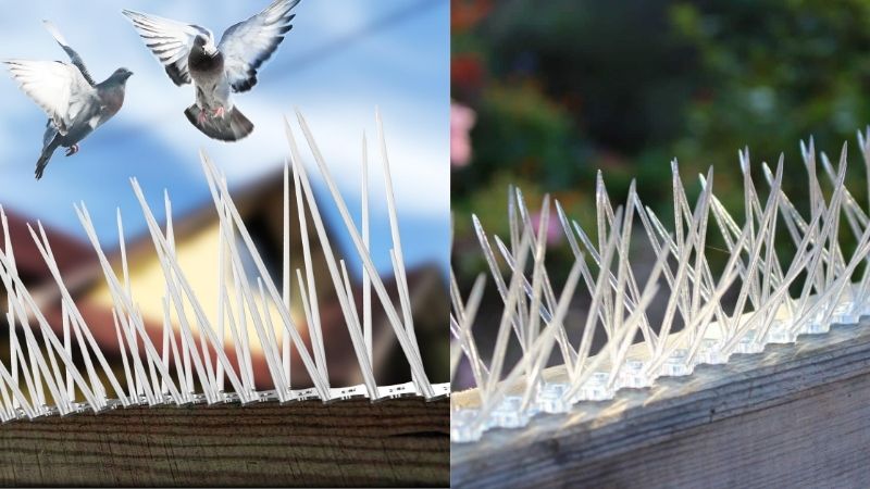 Bird & Pigeon Spikes in Bangalore. Call 8296599143 for Quote